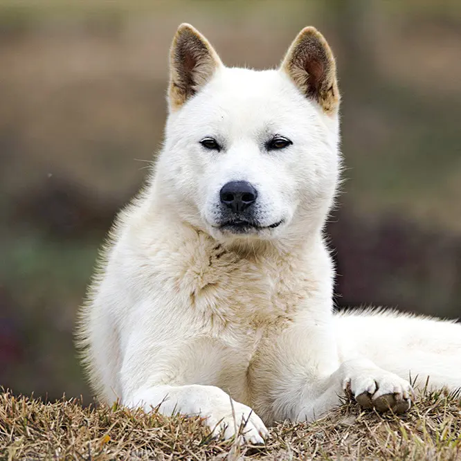 Jindo Image